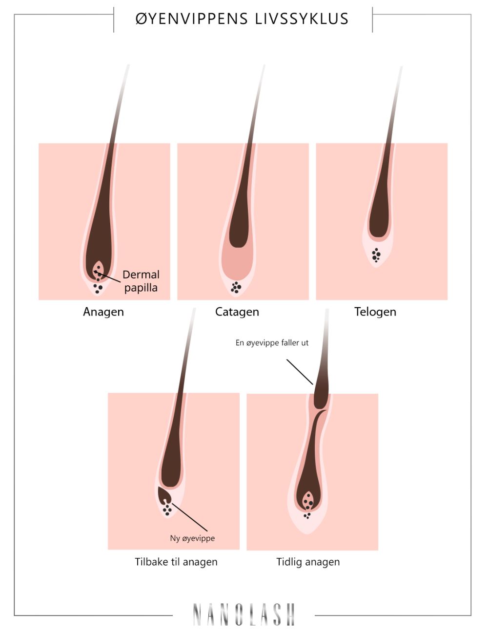 hvor lange øyevipper vokser